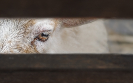 Capricorn looking through a fence. Close-up with copy space.の写真素材