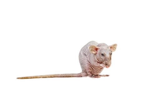 Hairless rat cleaning itself. Isolated on white background.の写真素材