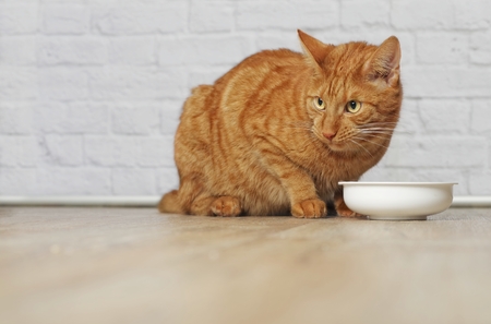 Hungry cat sitting in front of a food dish and looking away.の写真素材