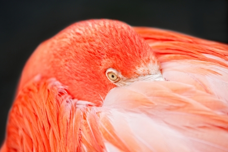 Closeup of a flamingo - Living Coral color with black background.の写真素材