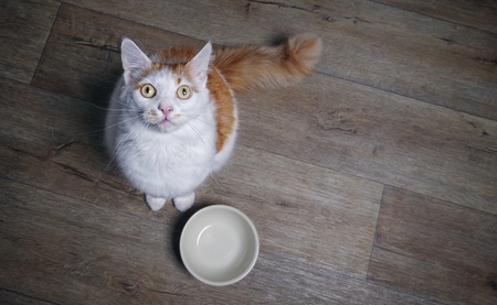 Cute tabby cat looking to the camera and waiting for food. High angle view with copy space.の写真素材