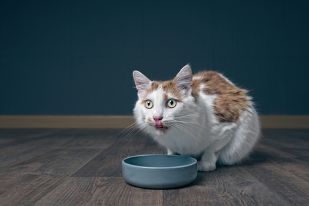 Cute tabby cat sitting around the food bowl and licking his mouth.の写真素材