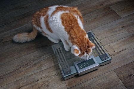 Tabby cat with overweight looking worried on a scale.の写真素材