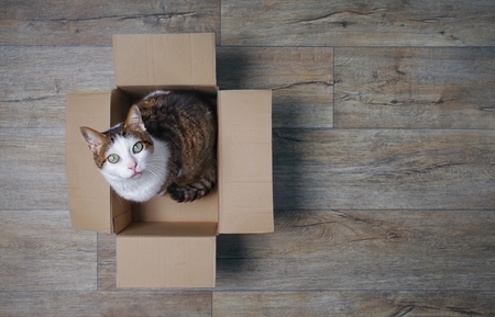 Tabby cat in a cardboard box looking curious up to the camera. High angle view with copy space.の写真素材