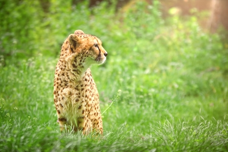 Cheetah sitting in the grass and looking away.の写真素材