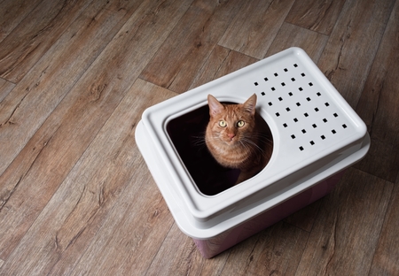 Cute ginger cat sitting in a top-entry litter box looking curious up to the camera. High angle view with copy space.の写真素材