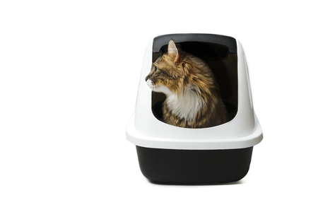 Cute Maine Coon Cat sitting in a litter box and looking curious sideways. Isolated on white with copy space.の写真素材
