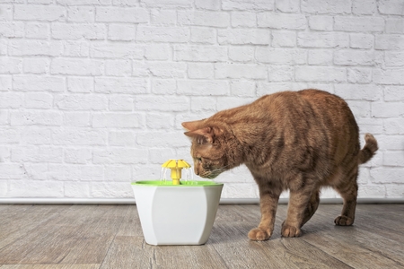 Thirsty ginger cat looking curious to a pet drinking fountain. Side view with copy space.の写真素材