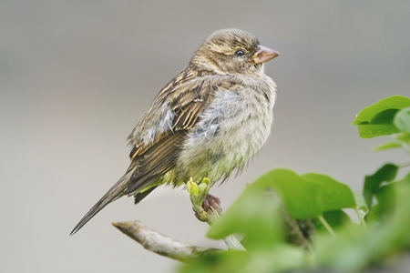Close-up of a Sparrow song perched on a branch.の写真素材