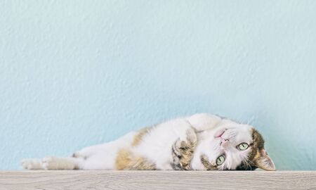 Cute tabby cat lying down and looking curious to the camera.の写真素材