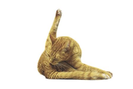 Funny cat make yoga pose. Isolated on white background.の写真素材