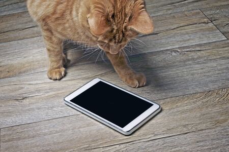Funny ginger cat looking at a computer on a wooden floor.の写真素材