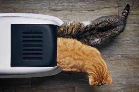 Two tabby cats seen from above while using a closed litter box.の写真素材