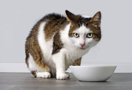 Tabby cat in front of a food bowl.の写真素材