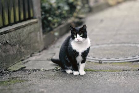 Cute tuxedo cat sitting outdoors and looking at camera.の写真素材