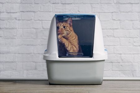Cute ginger cat step outside a closed litter box. Horizontal image with copy space.の写真素材