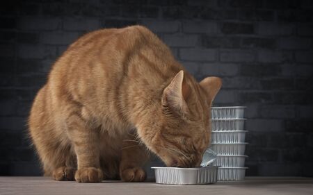Close-up of a cute ginger cat eating from a food bowl.の写真素材