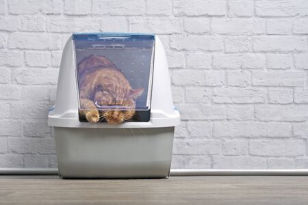 Funny ginger cat going out of a closed litter box. Panoramic image with copy space.の写真素材