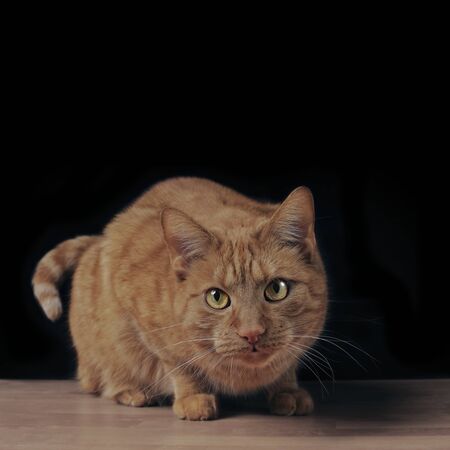 Cute ginger cat on the table looking curious to the camera. Square image with copy space.の写真素材