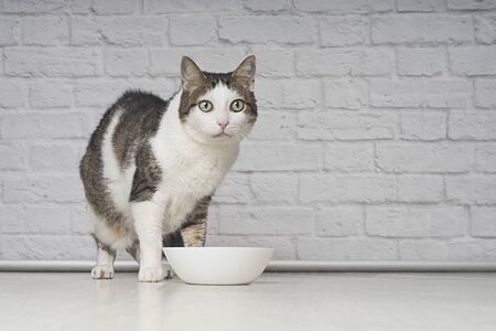 Cute tabby cat beside a white food dish waiting for food.の写真素材