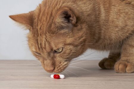 Cute ginger cat looking curious to medicine capsules on the table.の写真素材