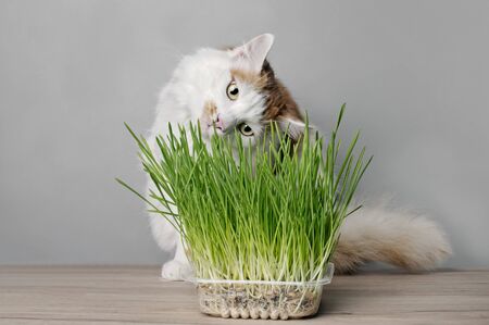 Cute tabby cat looking curious to a pot of cat grass.の写真素材