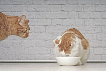 Ginger cat looking jealous to a tabby cat eating food.