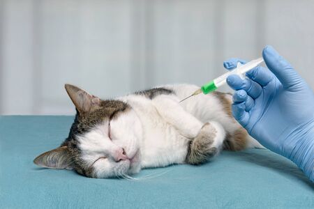 Veterinarian giving injection to an old tabby cat.の写真素材