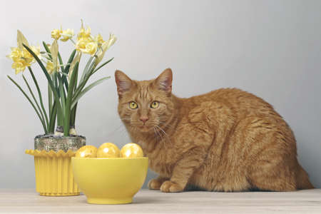 Cute ginger cat beside easter eggs in a yellow bowl looking curious to the camera.