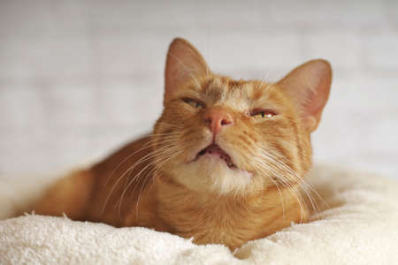 Cute ginger cat relaxing and feeling comfortable at home. Horizontal image with soft focus.