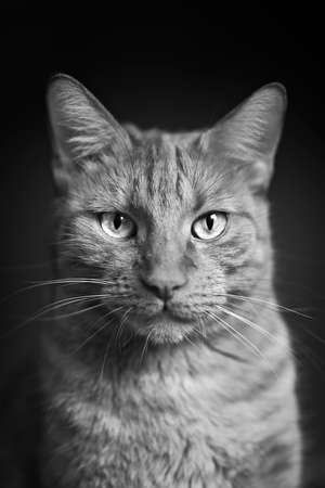 Portrait of a tabby cat looking straight to the camera. Vertical black and white image.の写真素材
