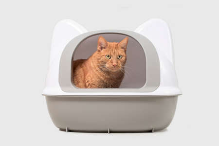 Cute red cat sitting in a closed litter box and looking away. Isolated on gray with copy space.の写真素材