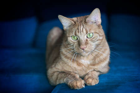 Close-up of a red cat sitting on the edge of a blue sofa.の写真素材
