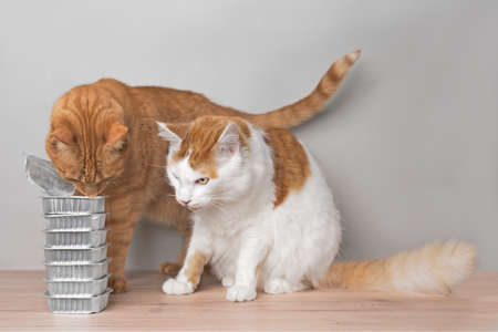Hungry cats stealing food from stacked cans of wet cat food.の写真素材