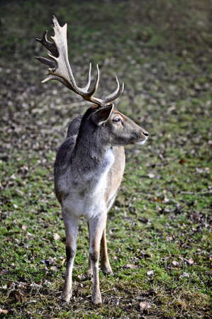 Young fallow deer Cervus dama, Germany, Europe.の写真素材