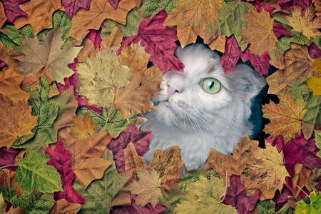 Cute longhair cat looking funny out of a hole in colorful autumn leaves.の写真素材