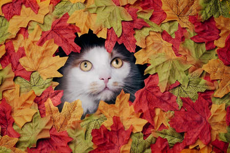 Cute tabby cat looking through a hole in the colorful autumn decoration.の写真素材