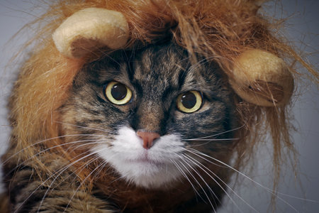Close up portrait of a maine coon cat in lion costume looking directly at camera.の写真素材