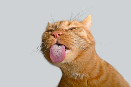 Funny close-up portrait of red cat sticking out tongue.の写真素材