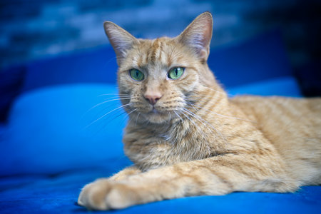 Close-up of ginger cat relaxing on a blue sofa.の写真素材