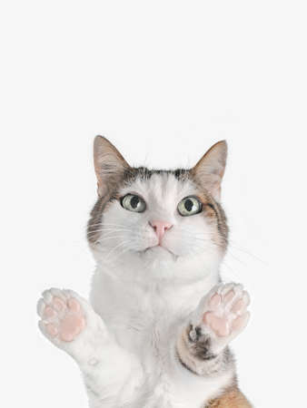 Cute tabby cat looking at camera. . Bottom view with copy space.の写真素材