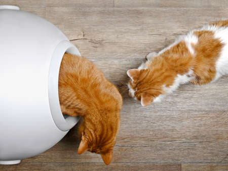 Two cats using a closed litter box, seen directly from above.の写真素材