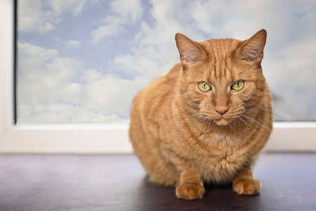 Cute ginger cat sitting on a window sill and looking at camera.の写真素材