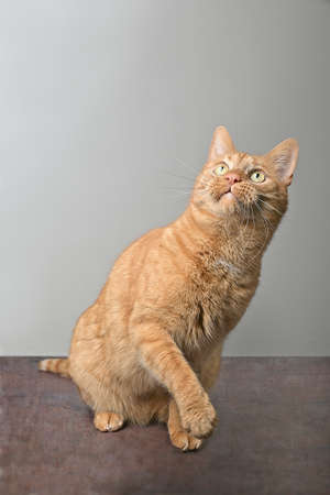 Funny ginger cat looks up curiously. Vertical image with copy space.の写真素材
