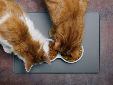Looking down at two cats eating wet food and crockery from a bowl.の写真素材