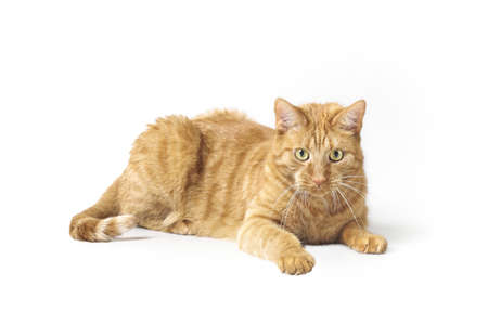 Curious ginger cat lying down and looking at camera. Isolatet on white background.の写真素材