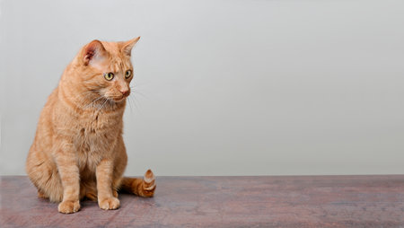 Cute red cat looking curious sideways. Panoramic image with copy space.の写真素材