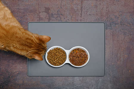 Overhead view of a red cat sniffs at wet and dry pet food from the ceramic food bowl.の写真素材