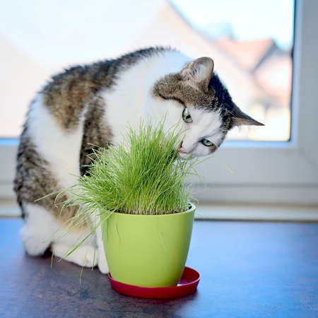 Portrait of a tabby cat eating green cat grass in a pot.Square image with selective focus.の写真素材