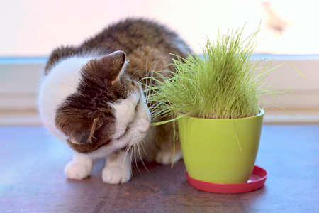 Cute tabby cat eating green cat grass in a pot.Horizontal image with selective focus.の写真素材